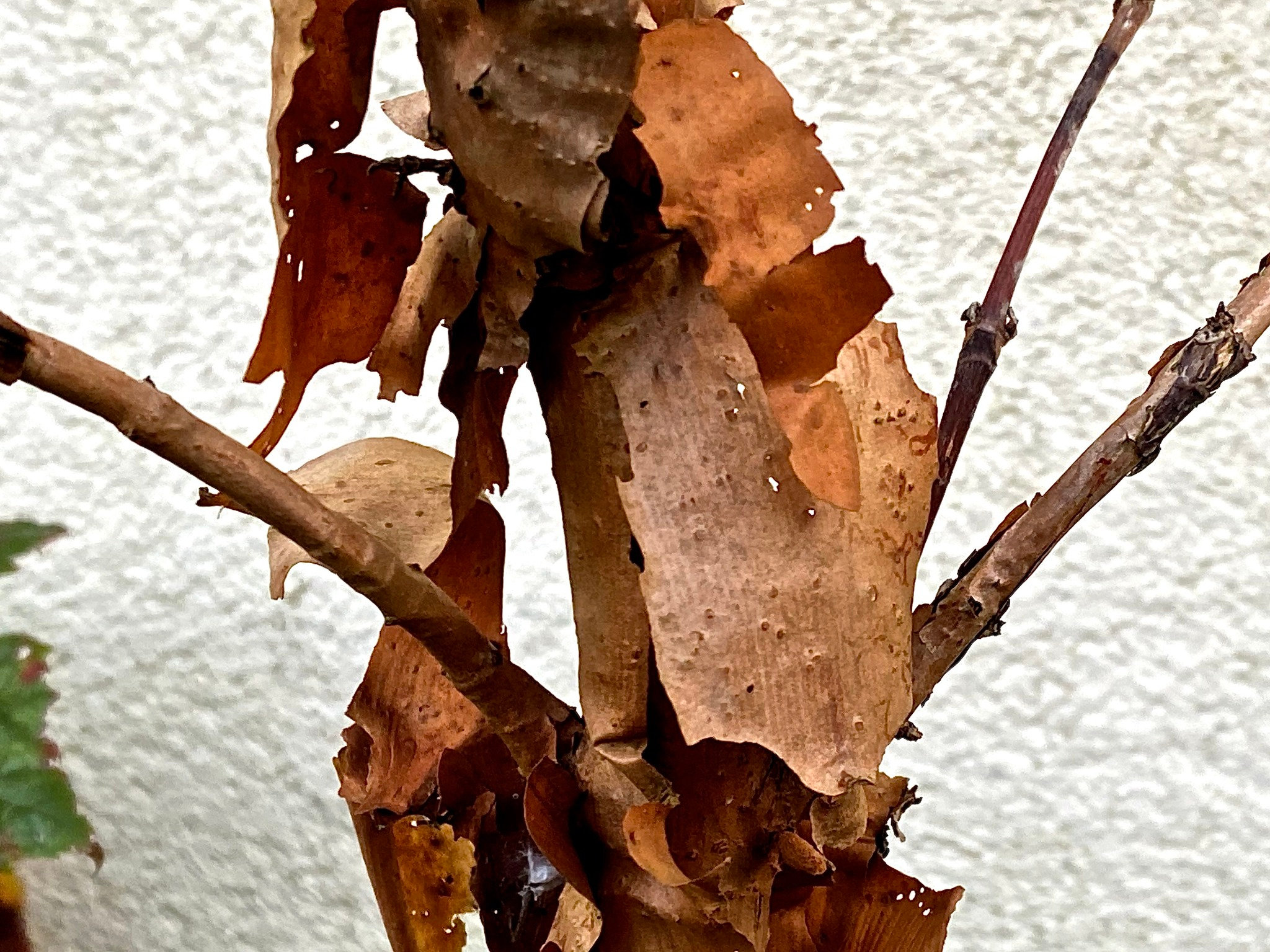 L'écorce des branches de l'Hydrangea quercifolia