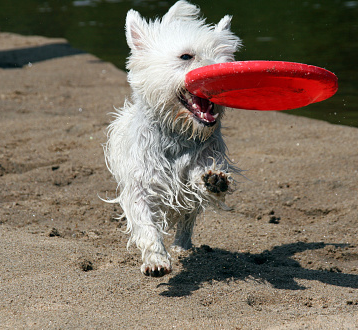 westie27