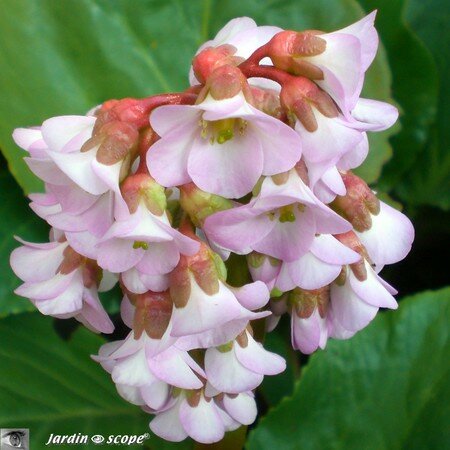 Bergenia plante des savetiers • Bergenia cordifolia