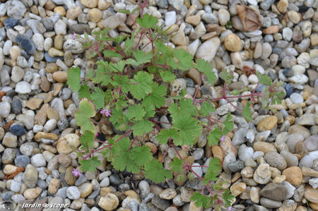 Geranium_sauvage_3