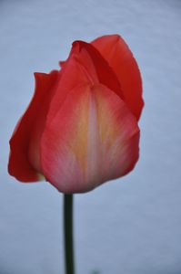 Tulipes 005
