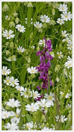 orchidee_fleurs_blanches_2_030509