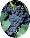 mourvedre_rhone