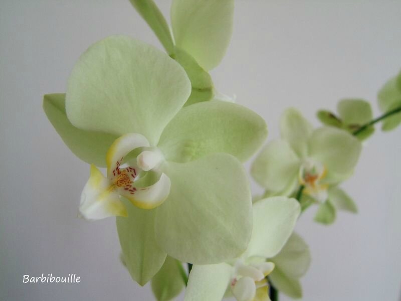 orchidée28 Juin