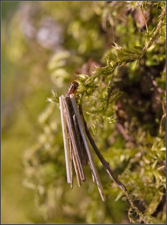 Galuchet_portefaix_mousse_2_180410