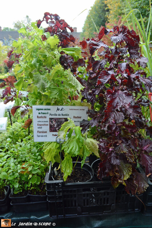 PAT_1884-Hortiflor