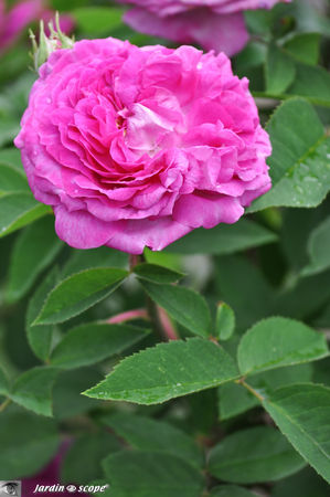 Rosier_Reine_des_violettes
