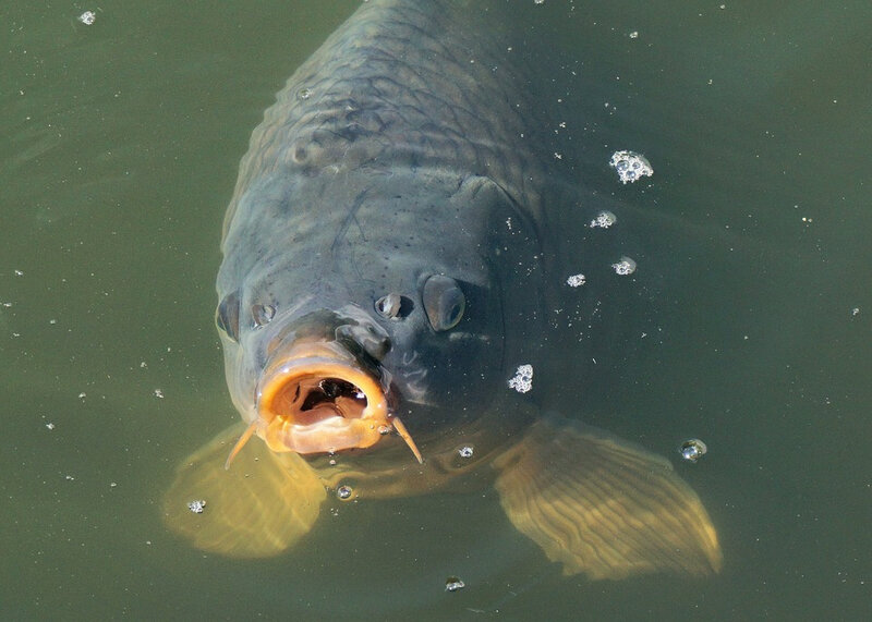 fish-1755473_960_720