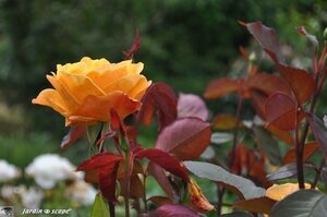 Jardin-François-0027