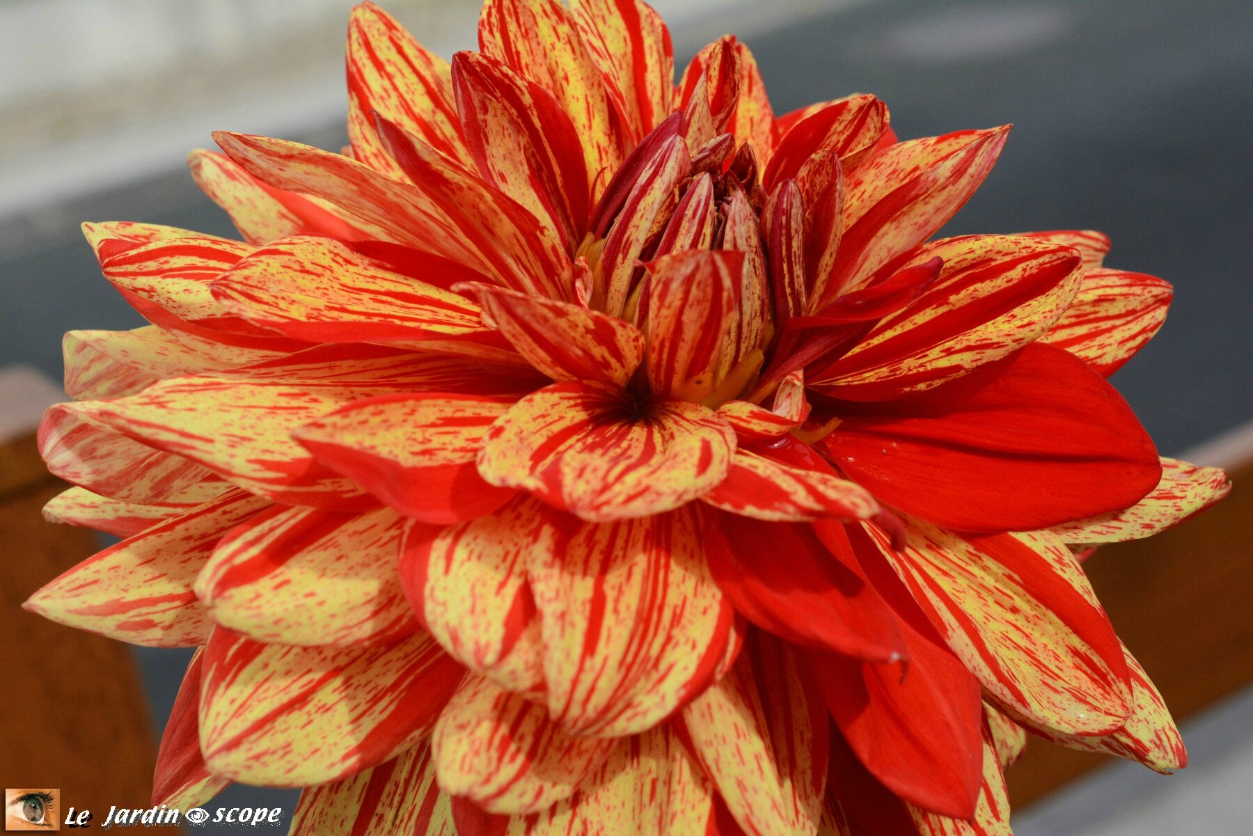 Dahlia 'néo'  (Label Rouge)
