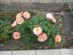 Roses630_06_2008___001