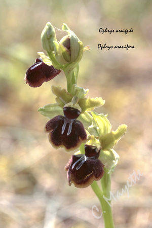 Ophrys_araign_e_01