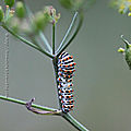 Papilio machaon #2