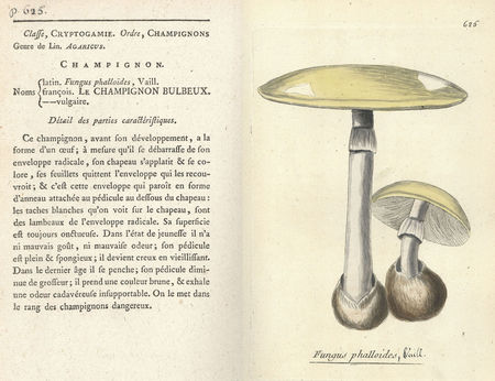 Bulliard_Flora_Parisiensis_1775_1783