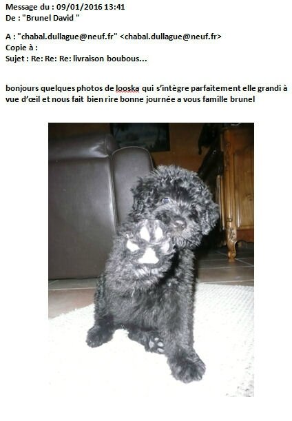 des nouvelles et un salut.. de LOOSKA de la Dullague..dans sa nouvelle famille dans le GARD....