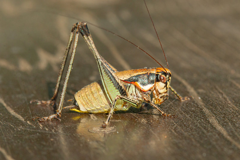 Eupholidoptera smyrnensis mâle_1872