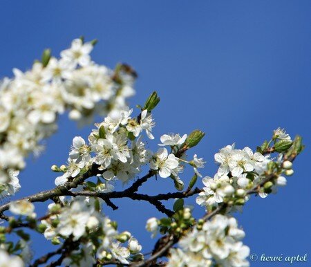 IMG_1538copie