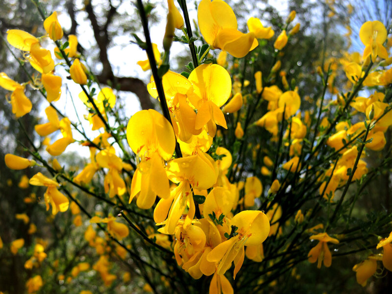 Huchet, fleurs jaunes (40)