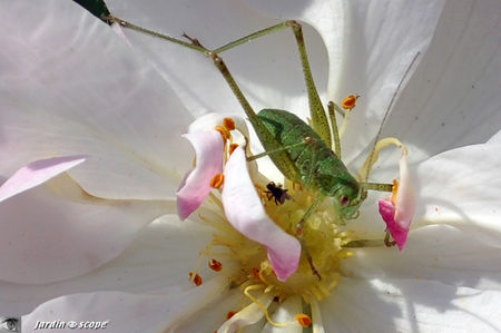Leptophyes_punctatissima