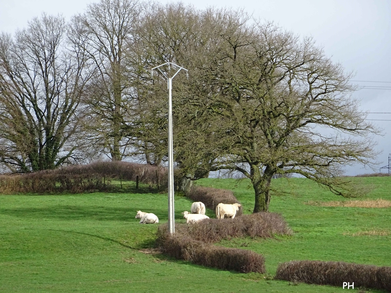 poteau-électrique