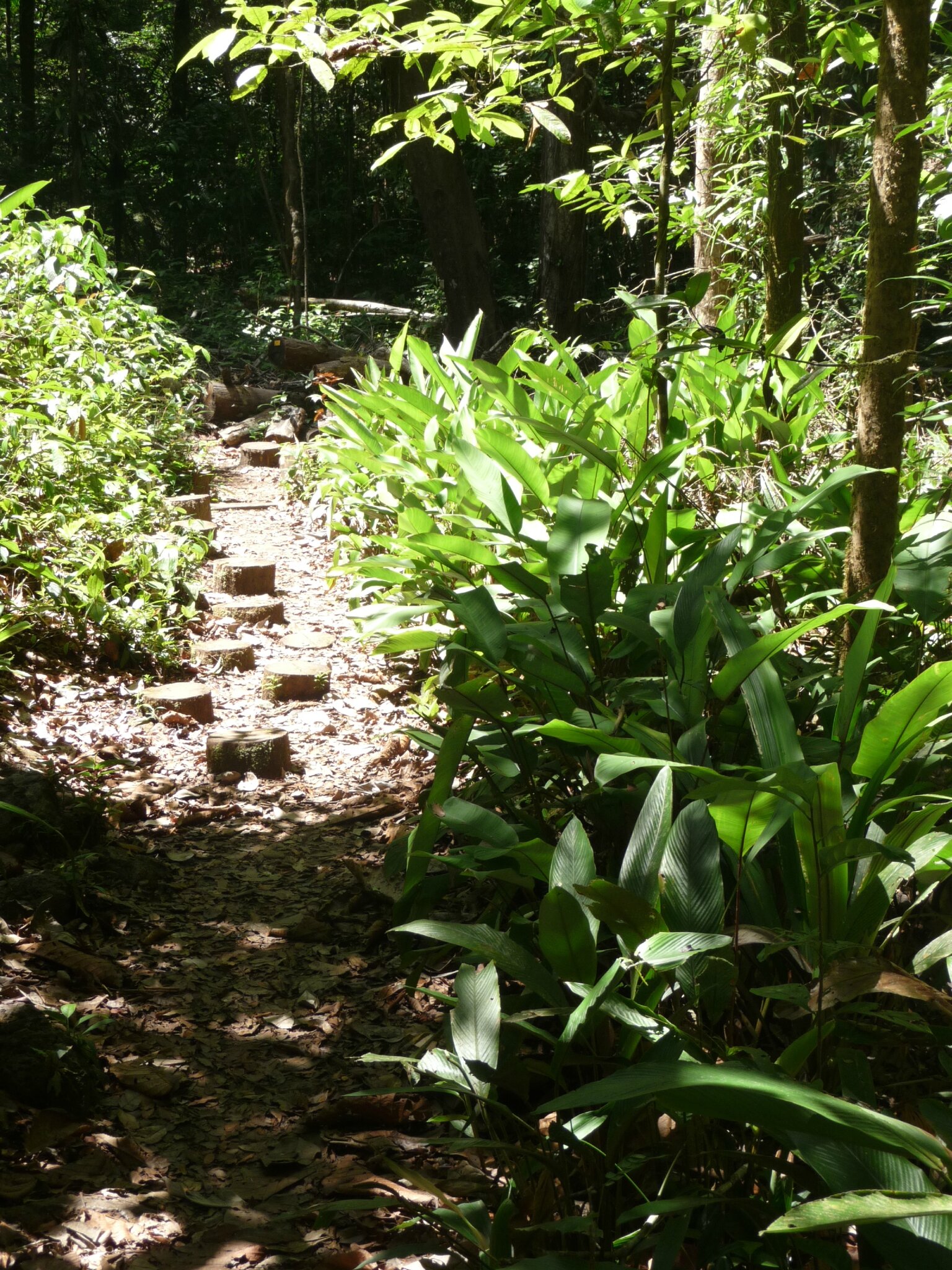 Kourou - Montagne des singes