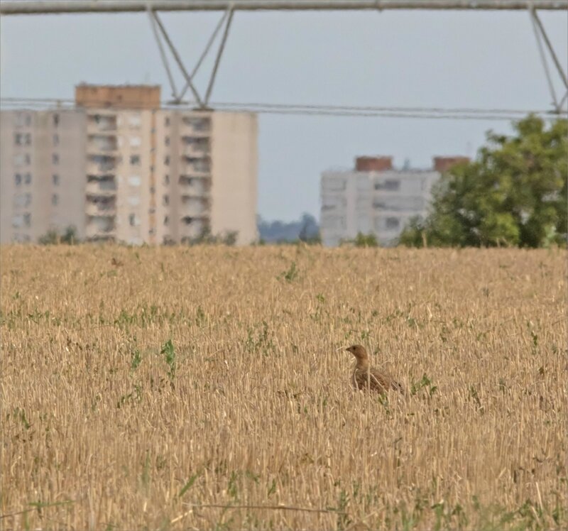 plaine ville oiseau perdrix immeubles 2 070817