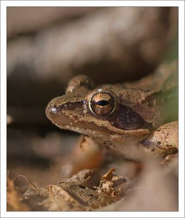 Galuchet_grenouille_3_210310