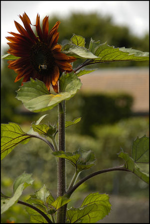 tournesolcoul