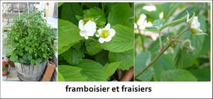 framboisier