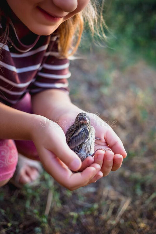 le-petit-oiseau-qui-est-tombé-du-nid-dans-les-mains-d-un-enfant-129195987