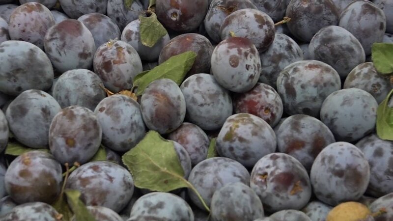 Prune de Brignoles