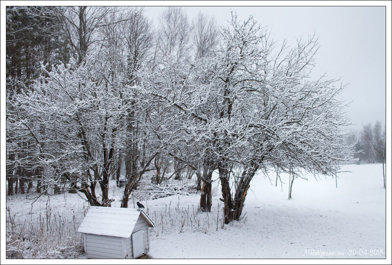 IMG_2918-1