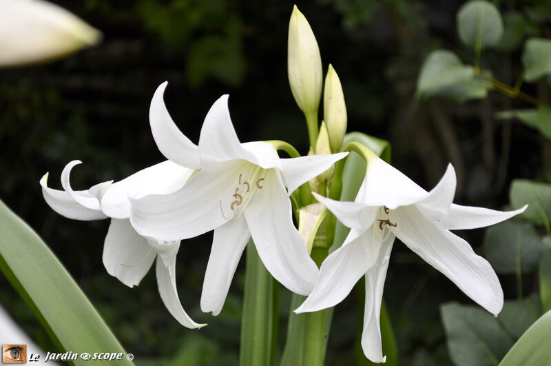 crinum-powelli-blanc