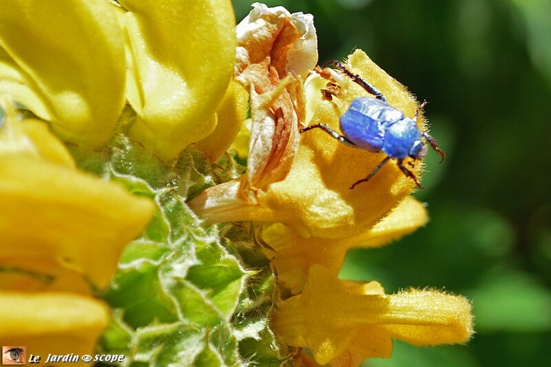 Hoplie bleue • Hoplia coerulea