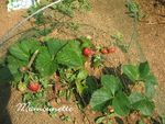 Jardin_fraises