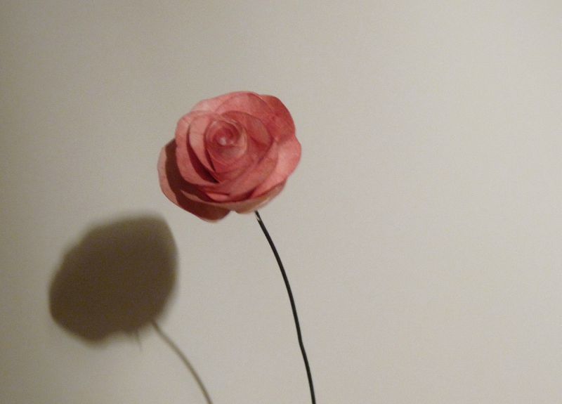 Rose de papier et acquarelle