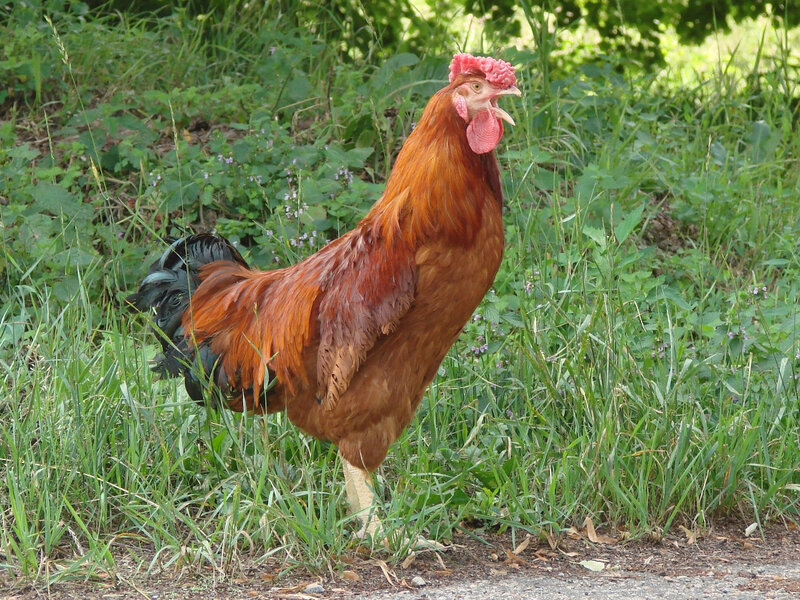 2907-poulet