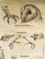 AFFICHE-DEYROLLE-3-OISEAUX-muluBrok