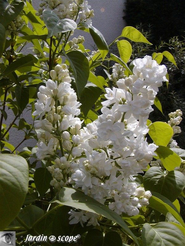 Mon lila blanc, Syringa vulgaris 'Mme LEMOINE'