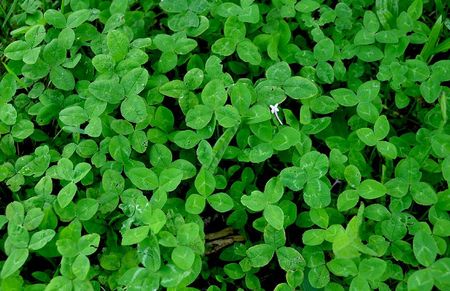 Trifolium repens