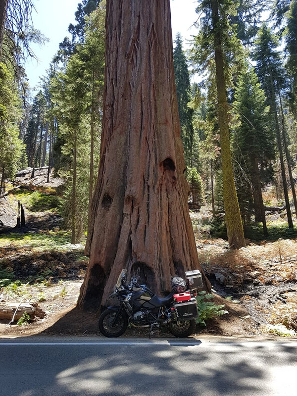 1108 sequoia3