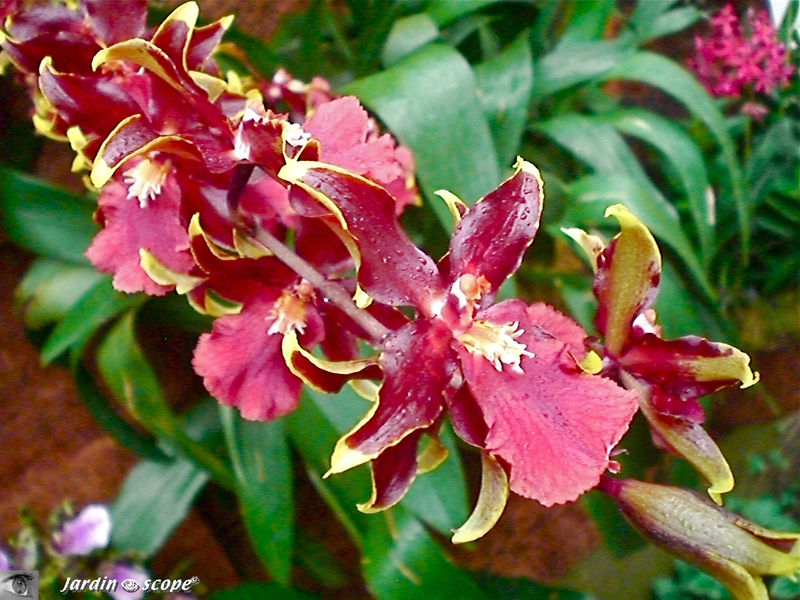 Exposition d'Orchidées 2009