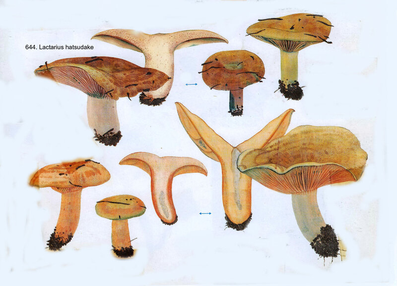 Lactarius hatsudake akahatsu IH2 pl 91