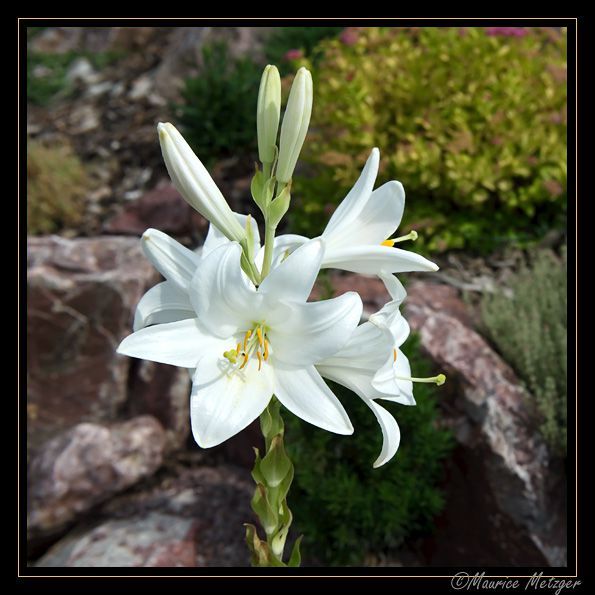 fleur-blancheh_1188