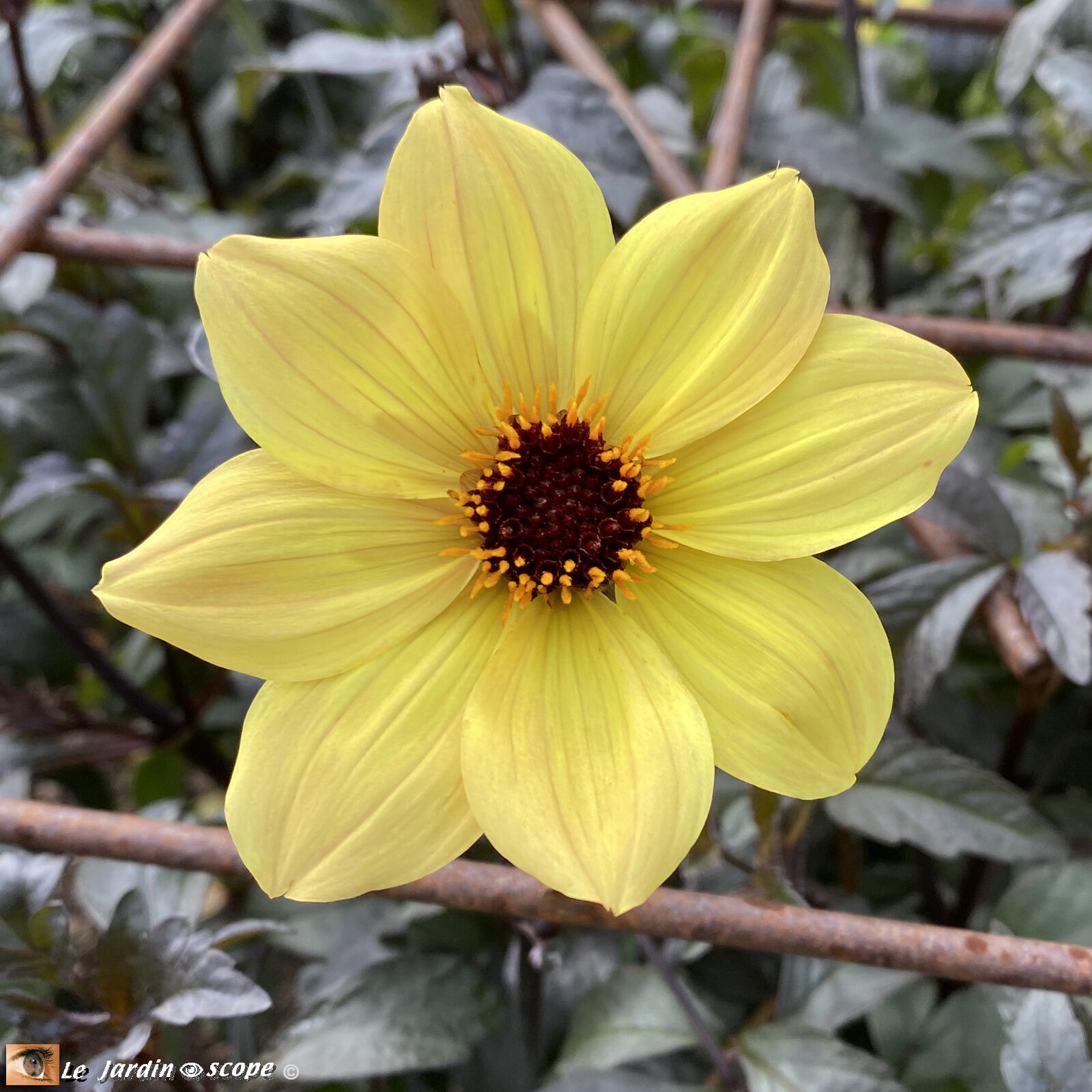 Dahlia-Bright-and-Black