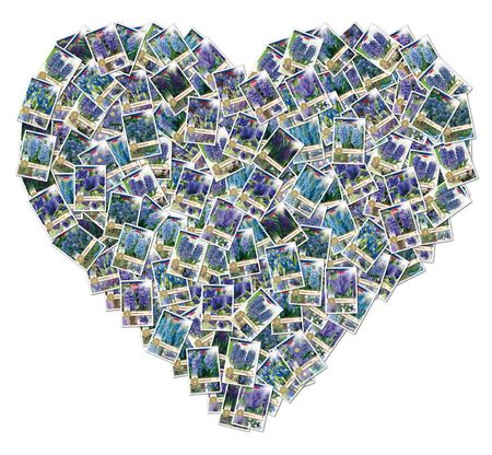 hart bleu1