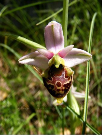 2011_0514ophrys bourdon