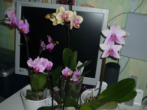 orchidee4