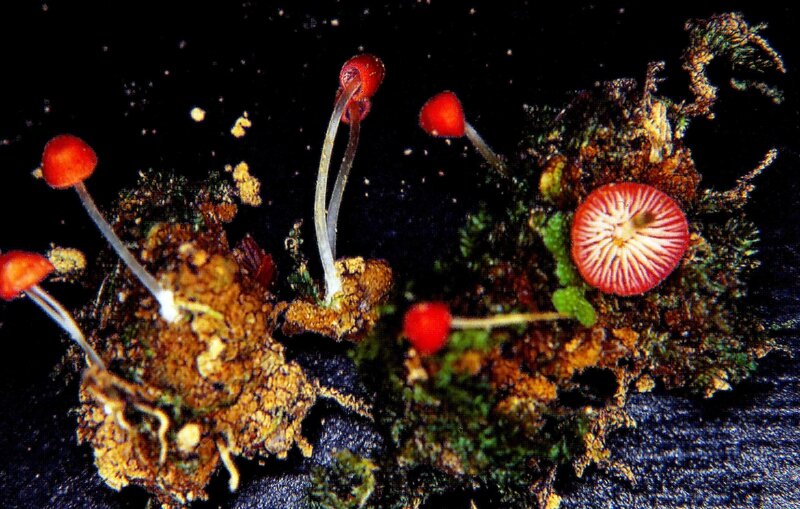 Mycena_adonis2_10_10_1993_redim2900