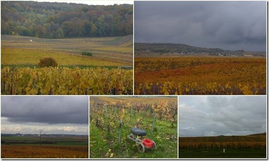 taille vignes 5 novembre 20191